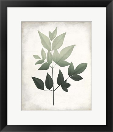 Framed Vintage Botanical Greens 2 Print