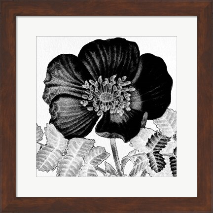 Framed Black and White Bloom 2 Print