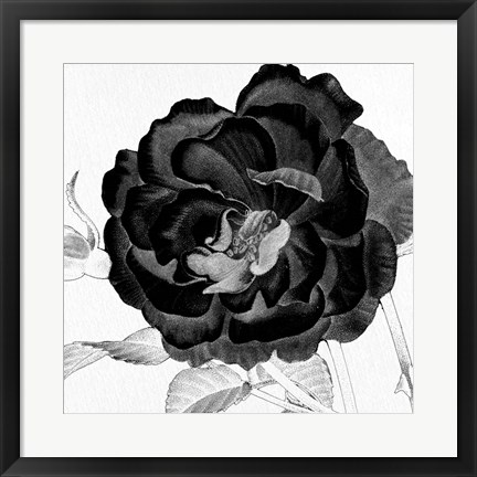 Framed Black and White Bloom 3 Print