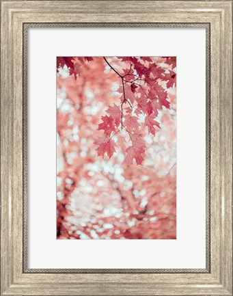 Framed Pink and Coral Maple Leaves Print