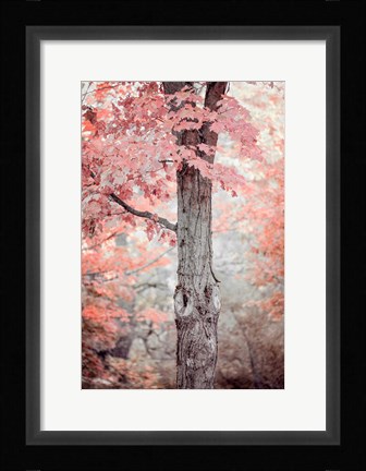 Framed Pink and Coral Maple Tree Print