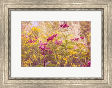 Framed Plum and Mustard Wildflowers Print