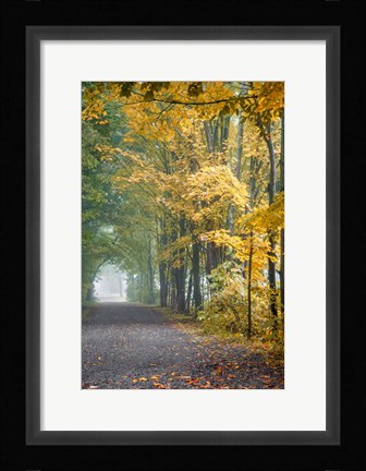 Framed Tunnel Through Misty Forest Print