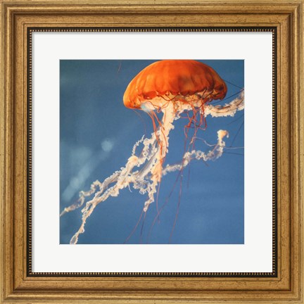 Framed Jelly Fish 2 Print