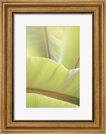 Framed Palm Leaves No. 1 Print