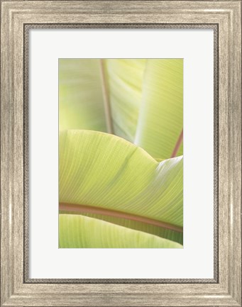 Framed Palm Leaves No. 1 Print