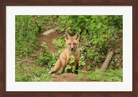 Framed Fox and Flower Print