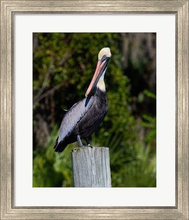 Framed Pelican Watching Print