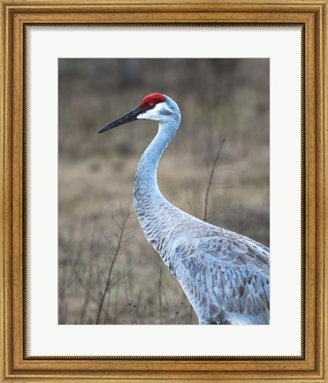 Framed Sandhill Crane in Profile Print