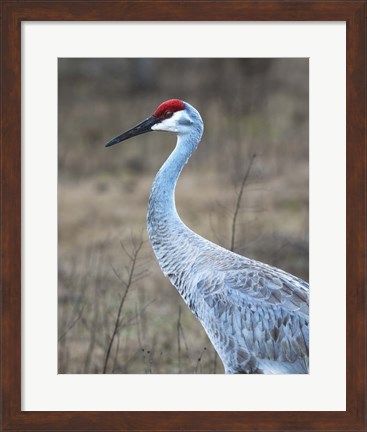 Framed Sandhill Crane in Profile Print