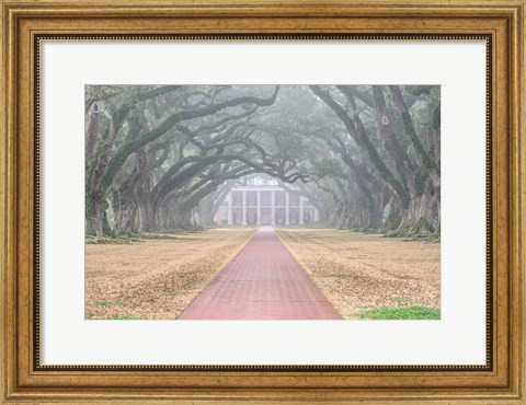 Framed Foggy Oak Alley Print