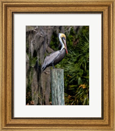 Framed Pelican on Point Print