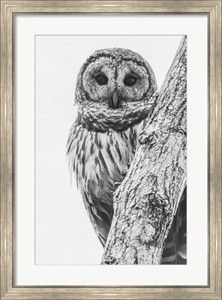 Framed Barred Owl in Contrast Print