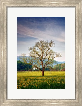 Framed Spring Glow in Cades Cove Print
