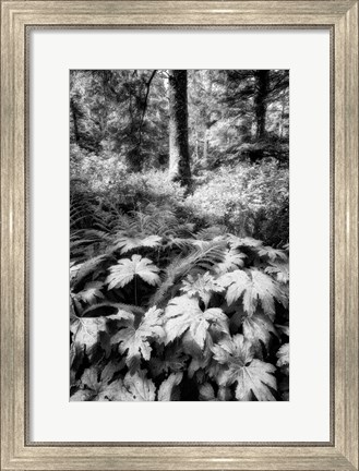 Framed Old Growth Forest Print
