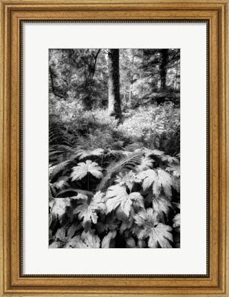 Framed Old Growth Forest Print