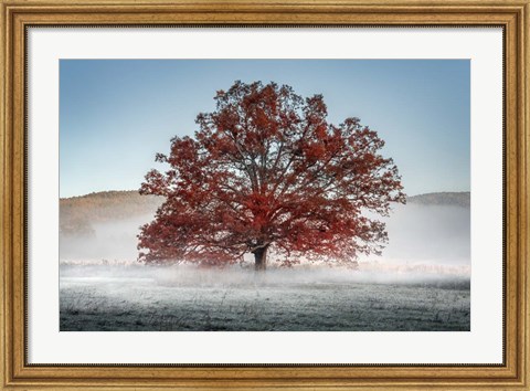 Framed Red Oak in the Mist Print