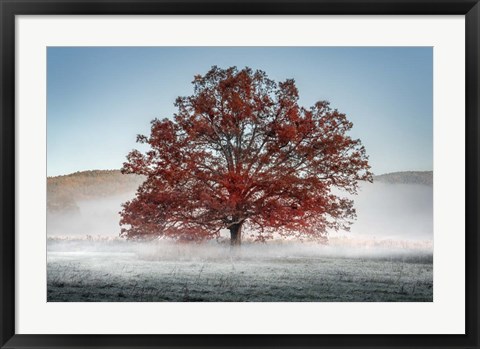 Framed Red Oak in the Mist Print