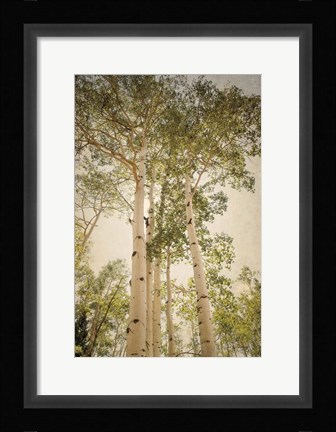 Framed Towering Aspens 1 Print