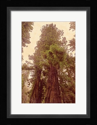 Framed Redwoods II Print