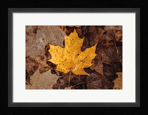 Framed Fall Rains II Print