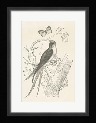 Framed French Bird Etching Print