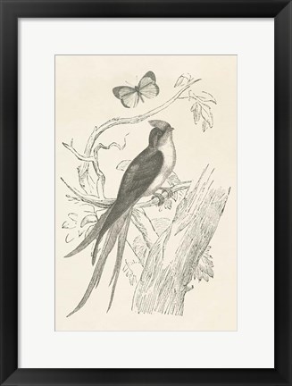 Framed French Bird Etching Print