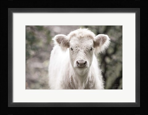 Framed White Calf Print