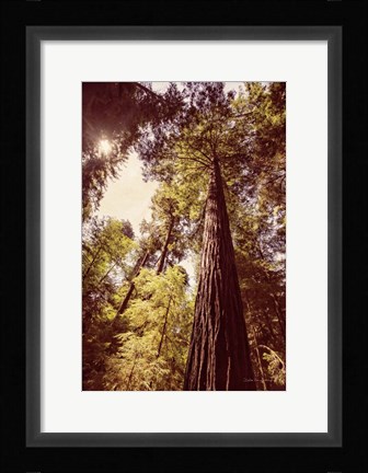 Framed Redwoods 1 Print