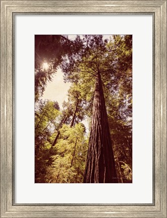 Framed Redwoods 1 Print