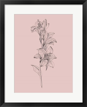 Framed Lily Blush Pink  Flower Print