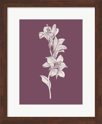 Framed Lily Purple Flower Print