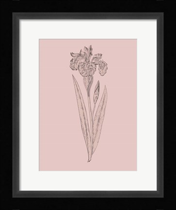 Framed Iris Blush Pink Flower Print
