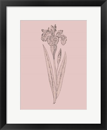 Framed Iris Blush Pink Flower Print