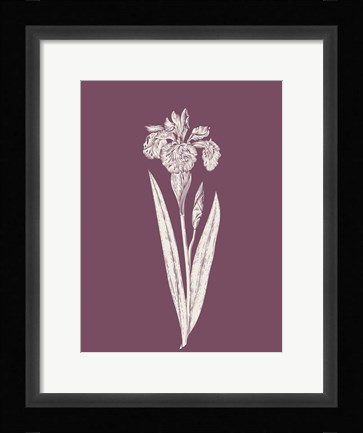Framed Iris Purple Flower Print