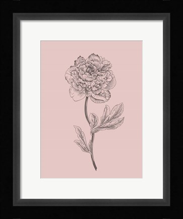 Framed Peony Blush Pink Flower Print