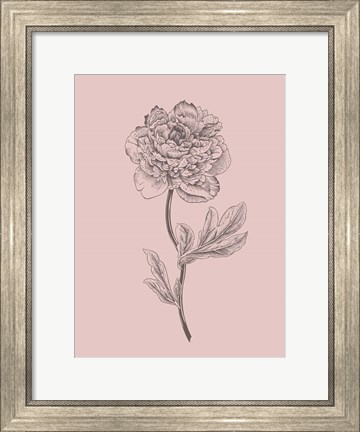 Framed Peony Blush Pink Flower Print