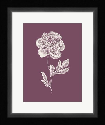 Framed Peony Purple Flower Print