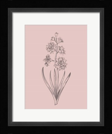 Framed Hyacinth Blush Pink Flower Print