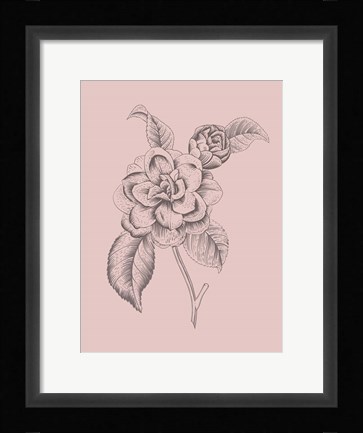 Framed Camelia Blush Pink Flower Print
