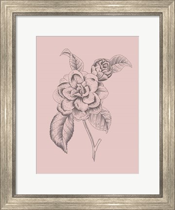 Framed Camelia Blush Pink Flower Print