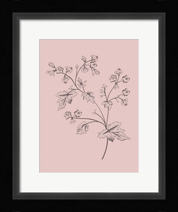 Framed Phacelia Blush Pink Flower Print