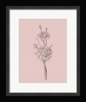 Framed Carnation Blush Pink Flower Print