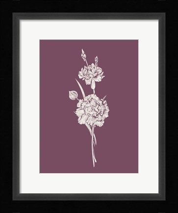 Framed Carnation Purple Flower Print