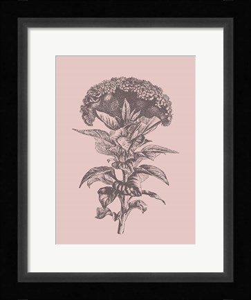 Framed Celosia Blush Pink Flower Print
