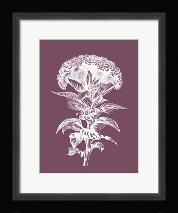 Framed Celosia Purple Flower Print