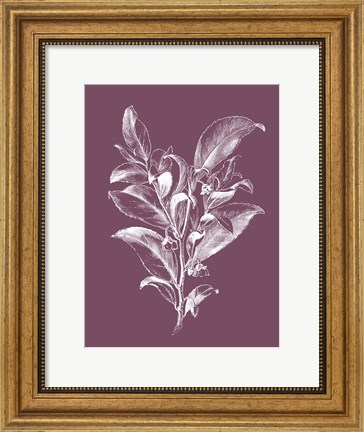 Framed Visnea Mocanera Purple Flower Print