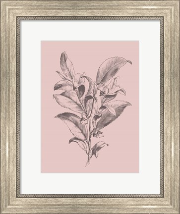 Framed Visnea Mocanera Blush Pink Flower Print