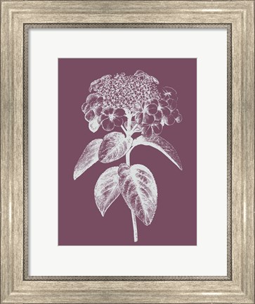 Framed Viburnum Blush Purple Flower Print