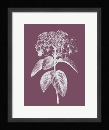 Framed Viburnum Blush Purple Flower Print